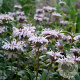 Monarda bradburiana GM P9