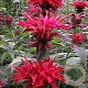 Monarda 'Cambridge Scarlet' GM P9