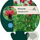 Monarda 'Cambridge Scarlet' GM P9