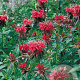 Monarda 'Cambridge Scarlet' GM P9