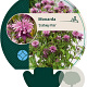 Monarda 'Croftway Pink' GM P9