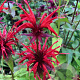 Monarda didyma GM P9
