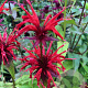 Monarda didyma GM P9