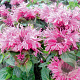 Monarda didyma 'Cranberry Lace' GM P9