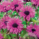 Monarda didyma 'Cranberry Lace' GM P9