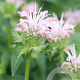 Monarda 'Fishes' GM P9