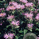 Monarda 'Fishes' GM P9