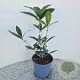 Osmanthus armatus 40-50 cm 2,5L