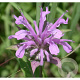 Monarda fistulosa GM P9