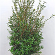 Osmanthus burkwoodii 125-150 cm met kluit