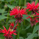Monarda 'Gardenview Scarlet' GM P9