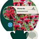 Monarda 'Gardenview Scarlet' GM P9
