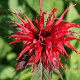 Monarda 'Gardenview Scarlet' GM P9