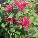 Monarda 'Gardenview Scarlet' GM P9