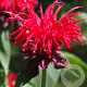 Monarda 'Gardenview Scarlet' GM P9