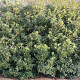 Osmanthus fortunei 175-200 cm cont. 55L meerstammig