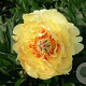Paeonia (I) 'Garden Treasure' GM  P11