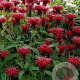 Monarda 'Mahogany' GM P9