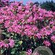 Monarda 'Marshall's Delight' GM P9