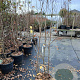 Parrotia persica Persian Spire 175-200 cm 35L solitair