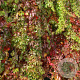 Parthenocissus quinquefolia murorum 150-175 cm vierkant rond 5,5L