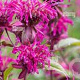 Monarda 'On Parade' GM P9