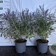 Perovskia 'Blue Spire' 40-60 cm 2,0L