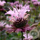 Monarda 'Ou' Charm' GM P9