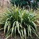 Phormium 'Duet' 30-40 cm 5,0L