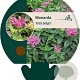 Monarda Petite Delight GM P9