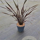 Phormium 'Platt's Black' 30-40 cm 5,0L