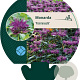 Monarda 'Prärienacht' GM P9