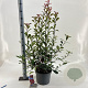 Photinia fraseri Carré Rouge 40-60 cm 10L
