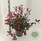 Photinia fraseri Carré Rouge 40-60 cm 10L