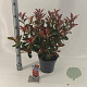 Photinia fraseri Carré Rouge 60-70 cm 5,0L