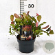 Photinia fraseri 'Little Fenna' 25-30 cm 2,0L