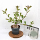 Photinia fraseri Louise 40-50 cm 3,0L