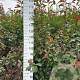 Photinia fraseri 'Red Robin' 175-200 cm met kluit
