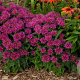 Monarda 'Purple Ann' GM P9