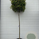 Photinia fraseri 'Red Robin' 14-16 HO container 200 cm stam kubus