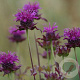 Monarda 'Scorpion' GM P9