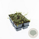 Muehlenbeckia complexa GM P9