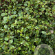 Muehlenbeckia complexa GM P9