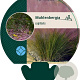 Muhlenbergia capillaris GM P9