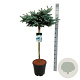 Picea pungens 'Glauca Globosa' 80 cm stam 15L kroon 50-60