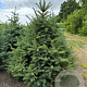 Picea pungens glauca 150-175 cm draadkluit solitair
