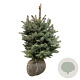 Picea pungens Super Blue Seedling 50-60 cm met kluit extra