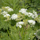 Myrrhis odorata GM P9