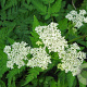 Myrrhis odorata GM P9