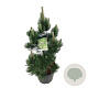 Pinus heldreichii 'Satellit' 60-80 cm 30L extra